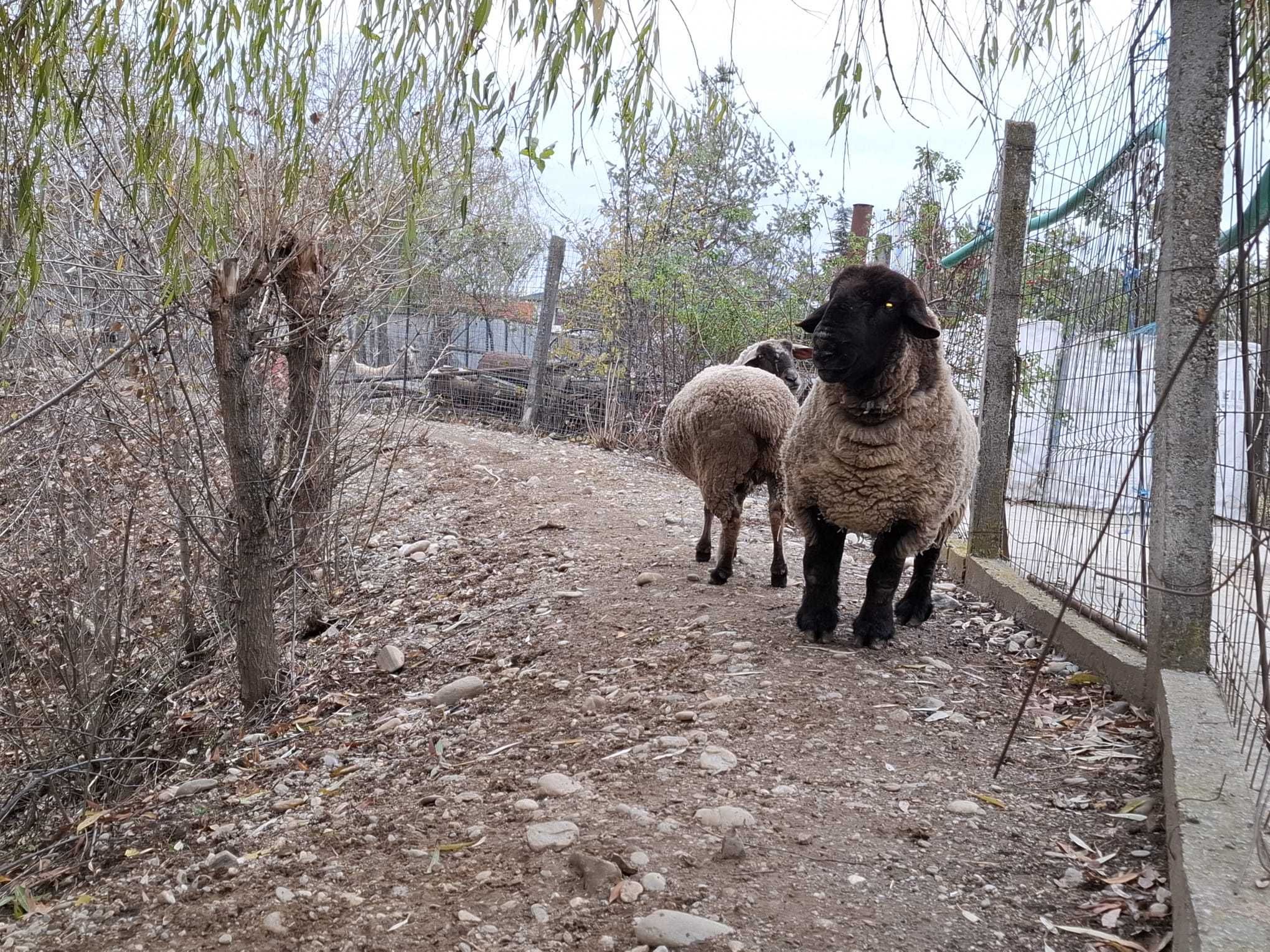 Vand miele sufolk  CU PICIOR GROS de anul asta .