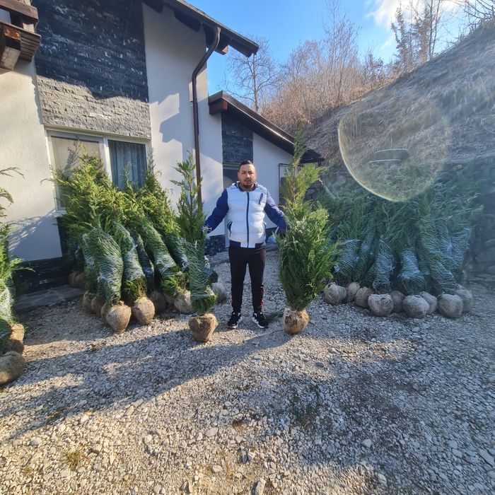 Tuia Leylandi 1,60m