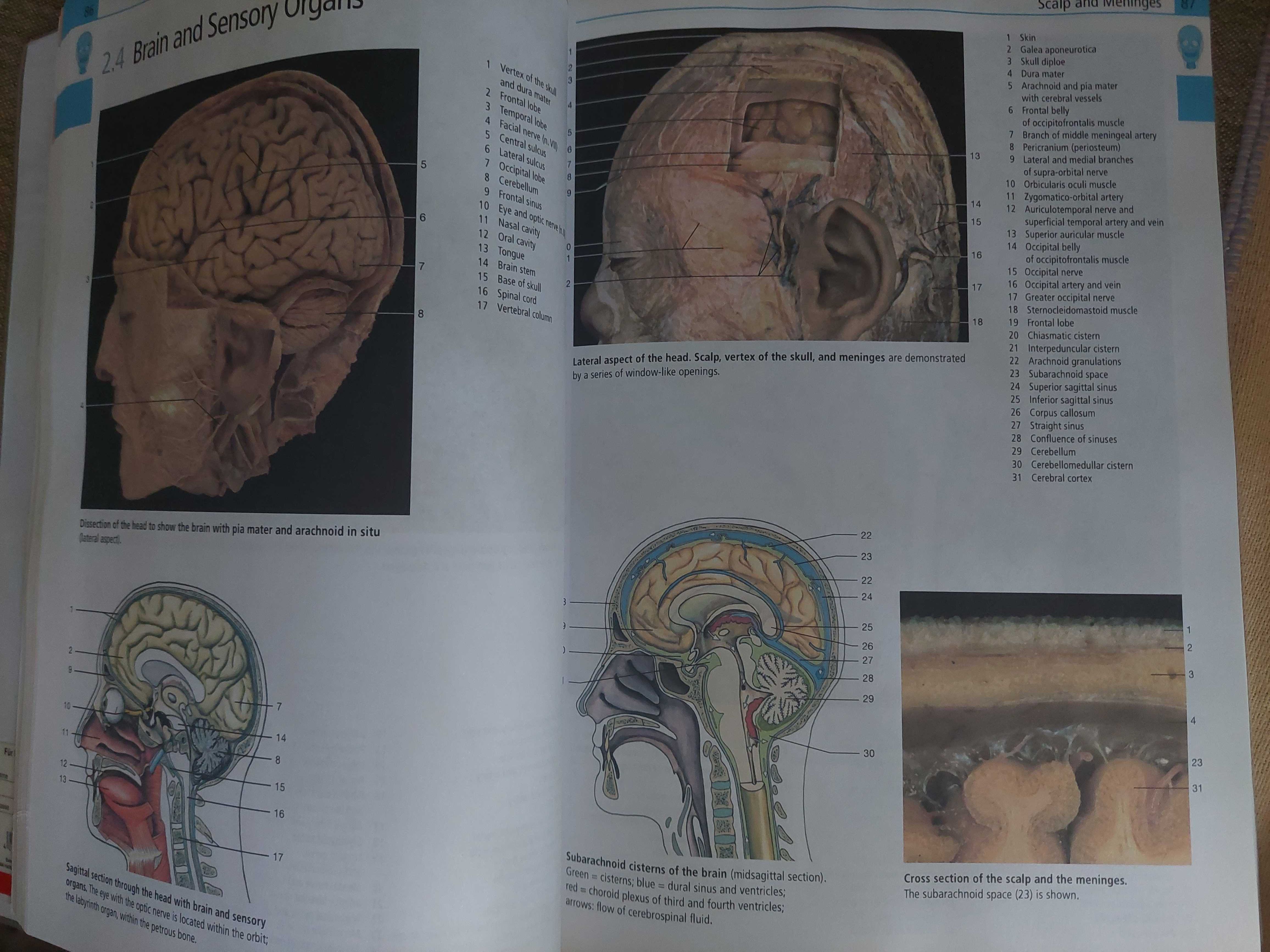 Atlas de Anatomie Umana