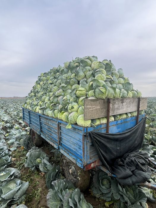 Varza alba bucharest