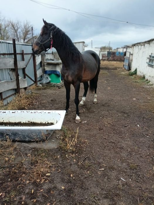 Продаётся жеребец