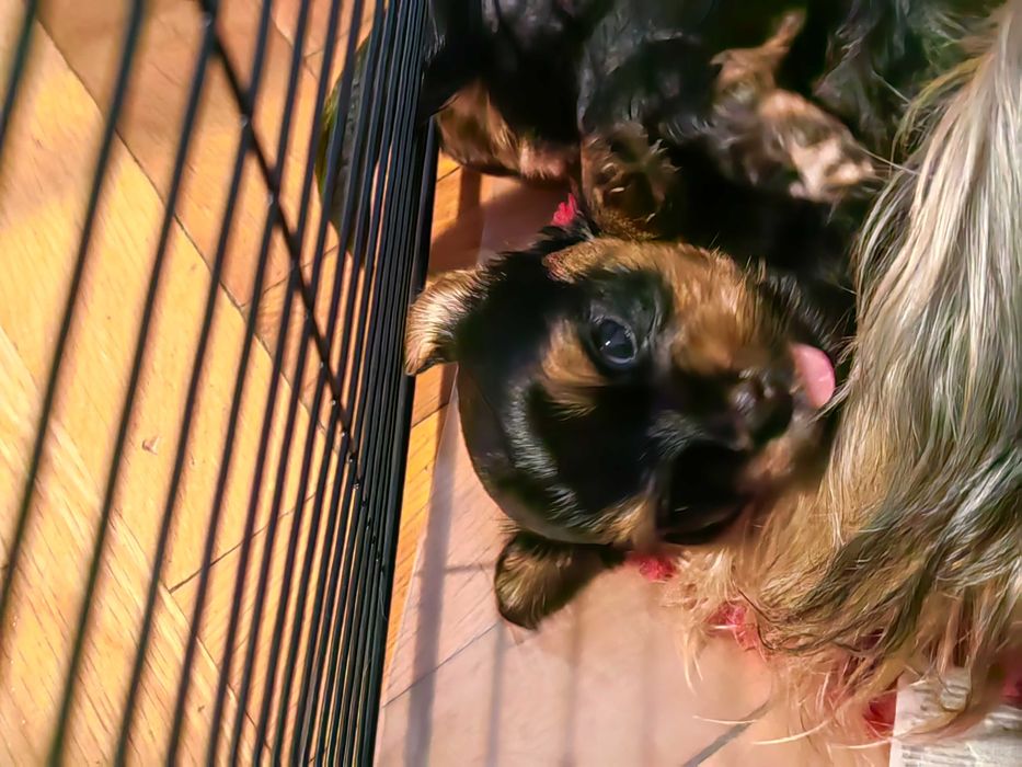 Сладки Йоркита очакват своите нови стопани