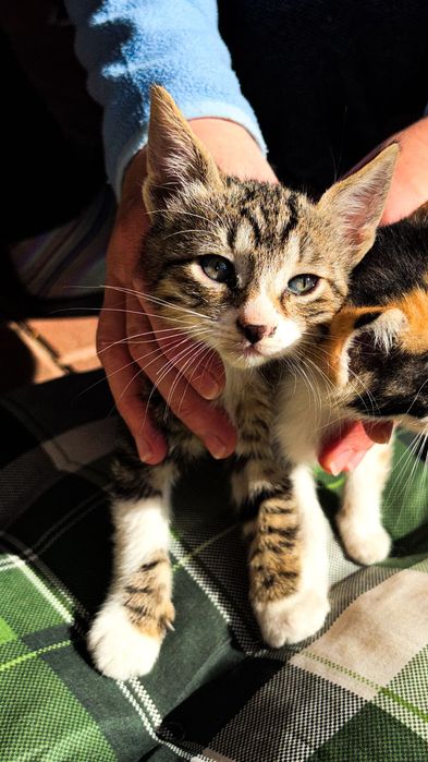 Pui de pisică adopție-pisică