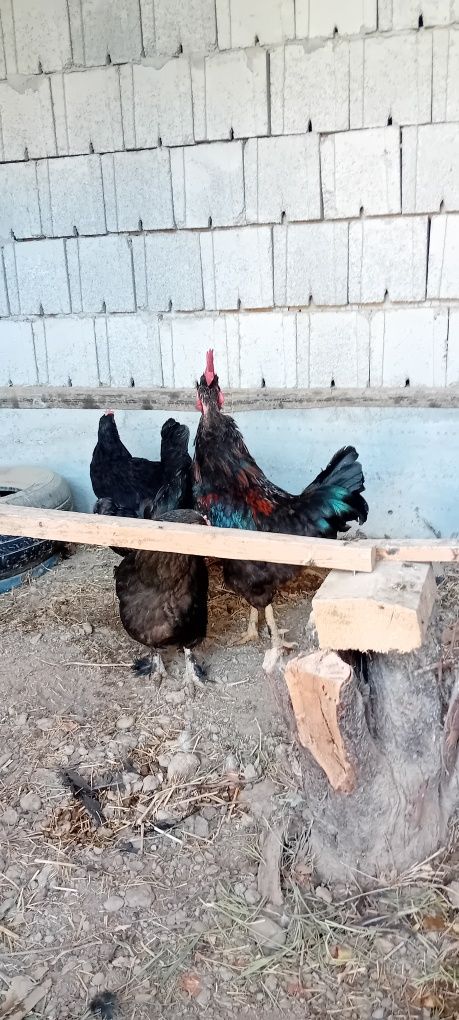 Qora tovuqlar sotiladi