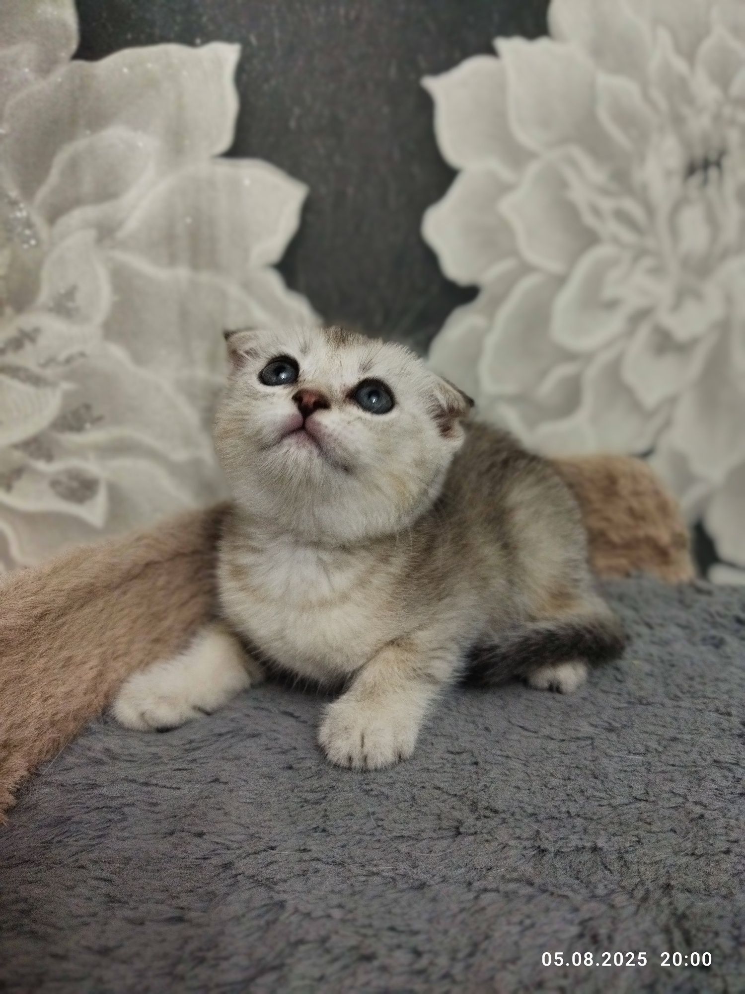 Срочно продаются котята шиншиллы