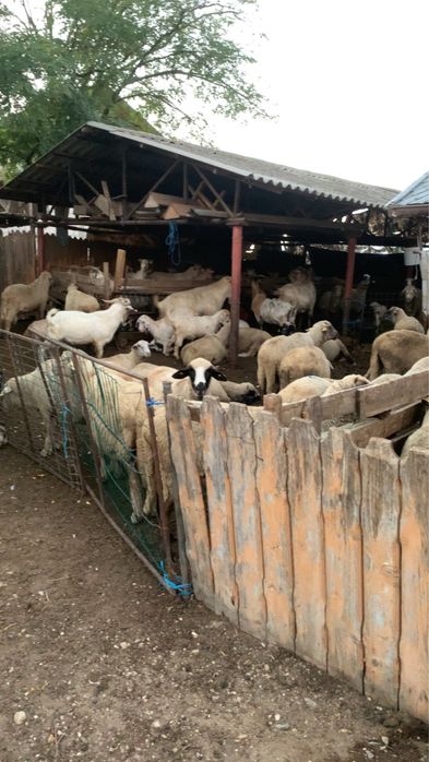 Vand oi comuna slobozia