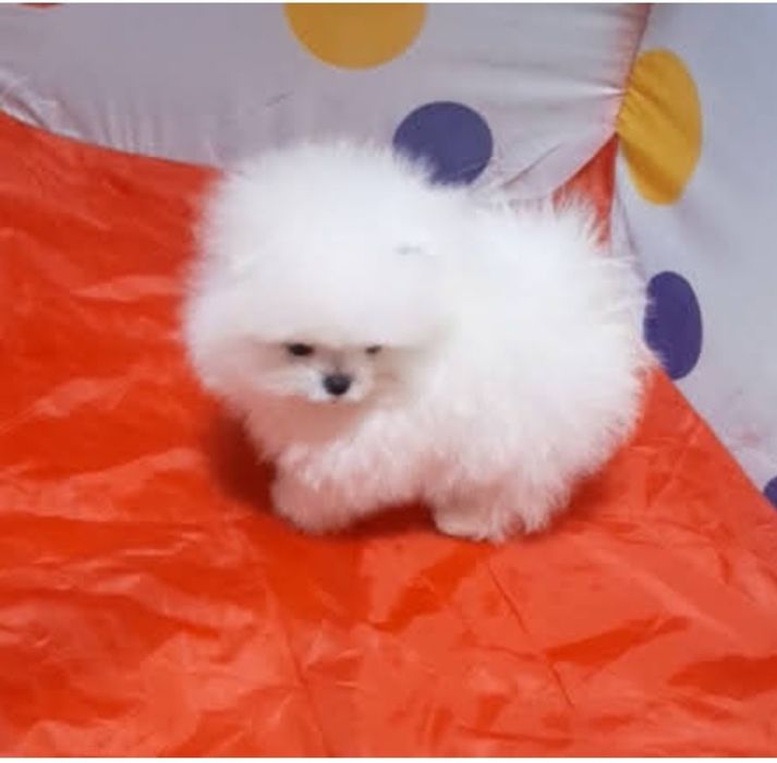 Мини шпицесердцеед