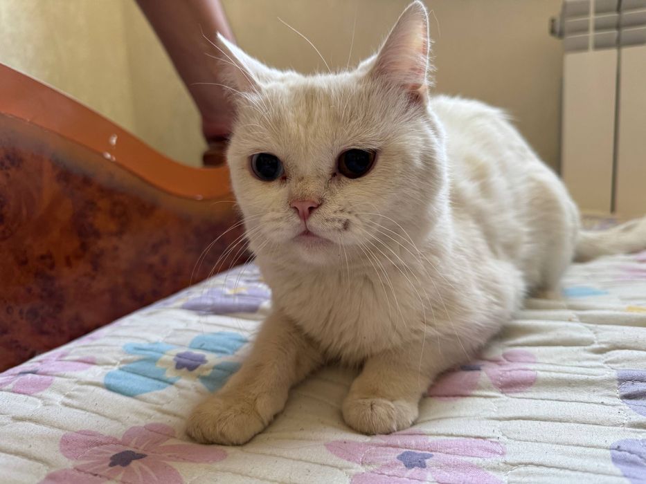 mushukka javob soglom