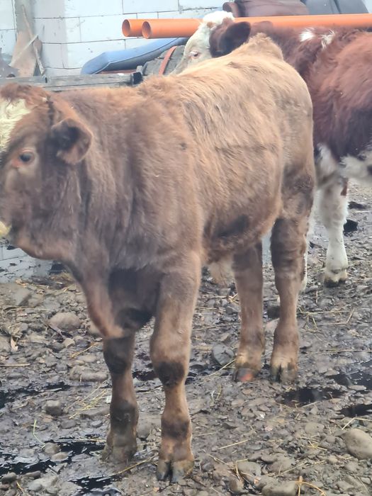 Se vinde 2 taurasi foarte frumoși grași 60 bucata 7..8 luni