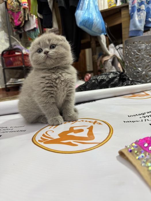 Скотиш фолд Zoti toza