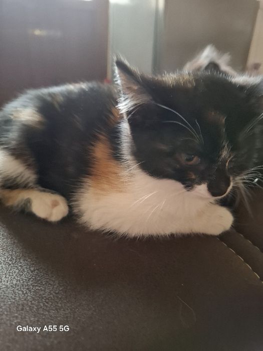 Отдам даром домашнего  котёнка 2 месяца