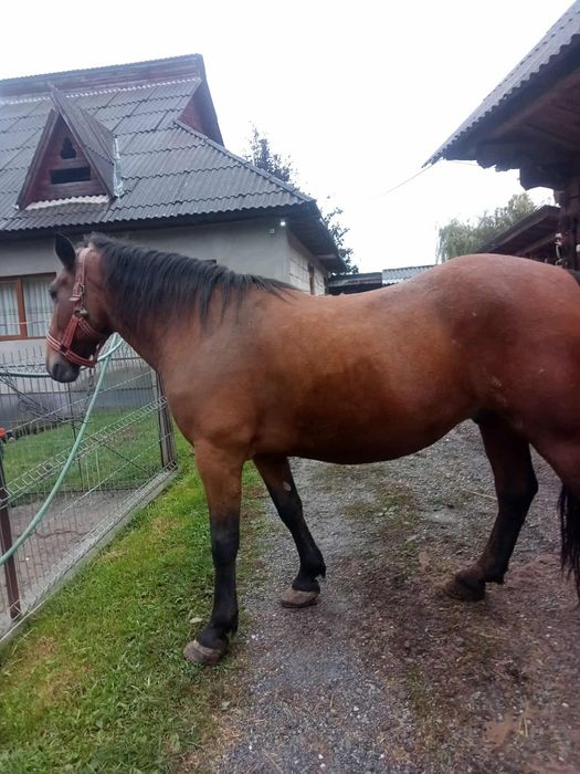 Cal castrat de vânzare