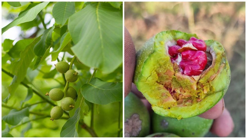 Nuc Deosebit Rubin cu miez Rosu