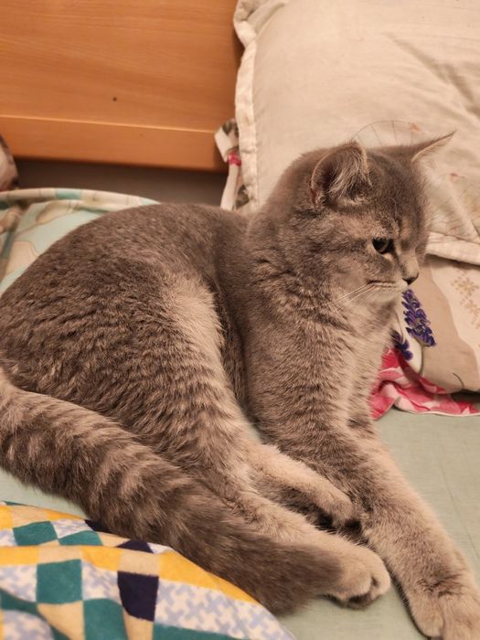 Голубая шиншилла