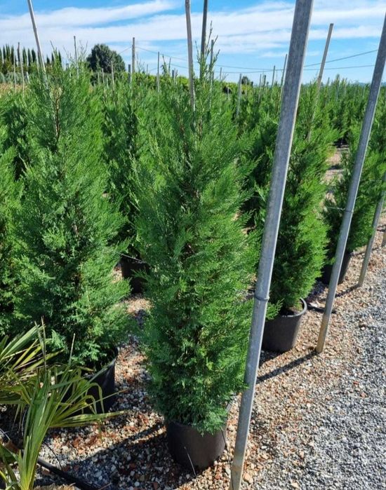 Leylandii – Creștere rapidă și rezistență, Gard viu Leylandri