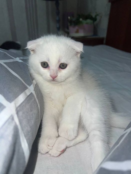 Котенок скоттиш фолд (мальчик)