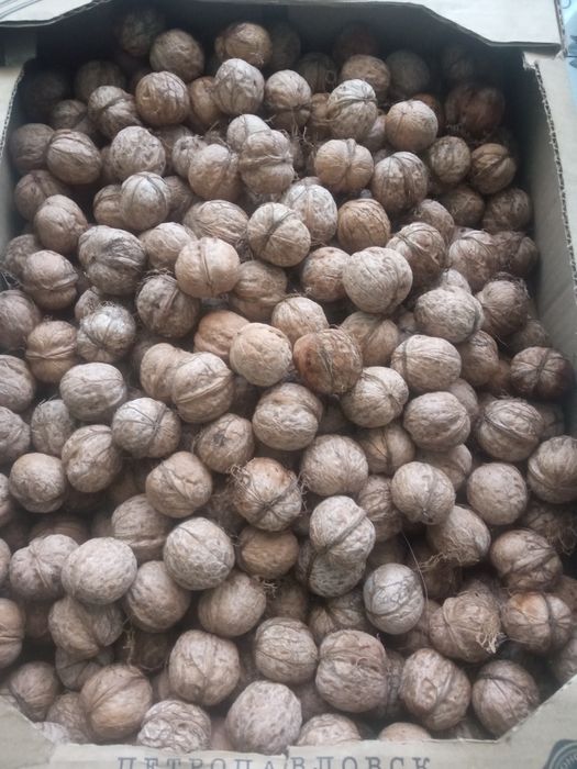 Продам орехи грецкие из домашнего сада