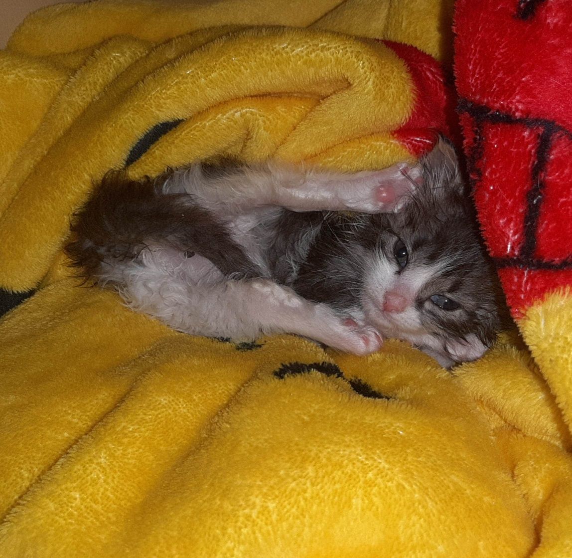 Pet sitter/ Bona ingrijitoare animale de companie.