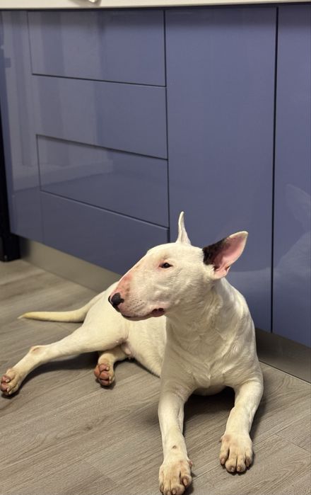 Vand Bull Terrier 7 luni