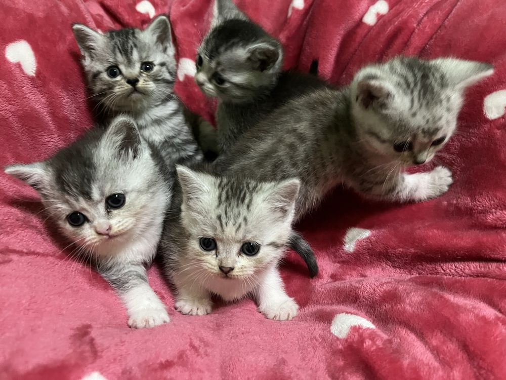 котята породы шиншилла