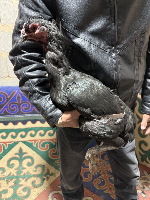 Ветнам тауық жас