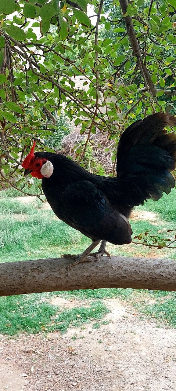 Bantam tovuq va xoʻrozlar