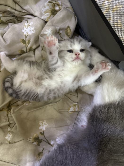 Котенок мальчик породы фолд