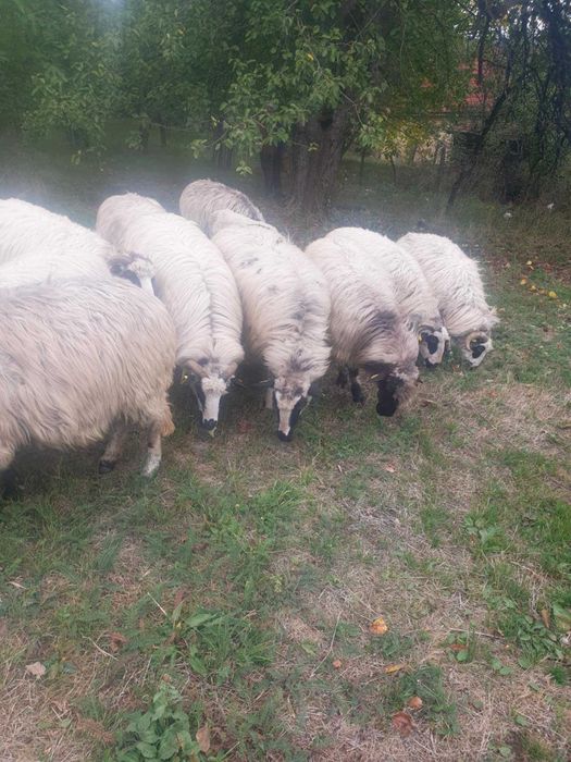 Oii  de vanzare in Gorj