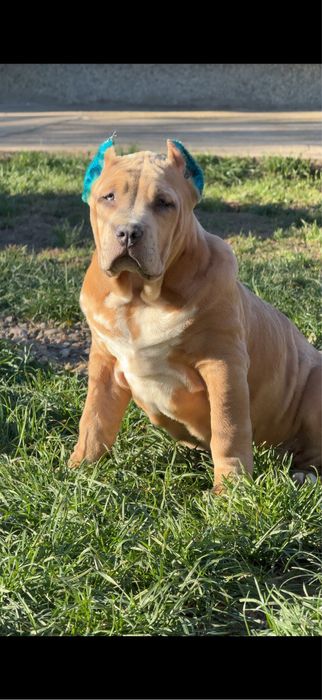 Американско Були ХЛ