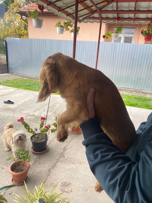 Cocker spaniel fetița