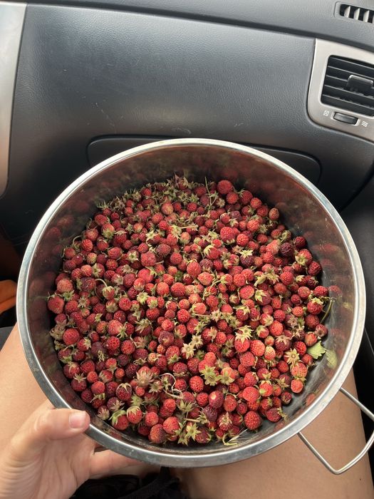 Разсада ягоди сорт Fragaria moschata