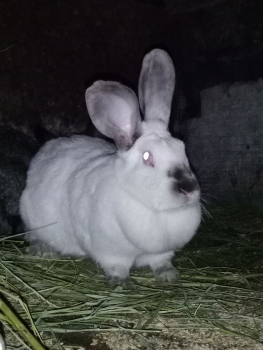 Кролики Калифорния
