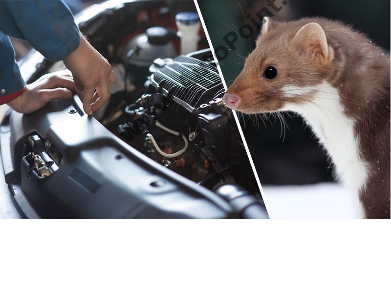 Спрей против нагризване на кабели от гризачи мишки плъхове кола