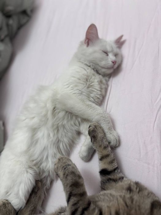 Turk angorasi  (uzun dumli, yumshoq oppoq junli)