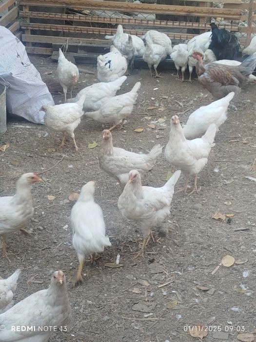 Loman sendi jo'ja tovuqlari sotiladi 60mindan