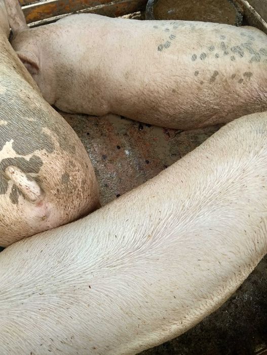 Прасета мъжки скопени