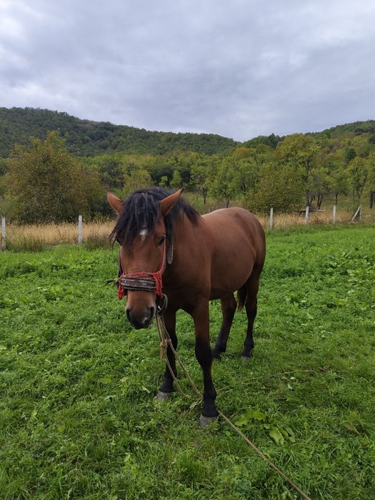 Mânz de vânzare...
