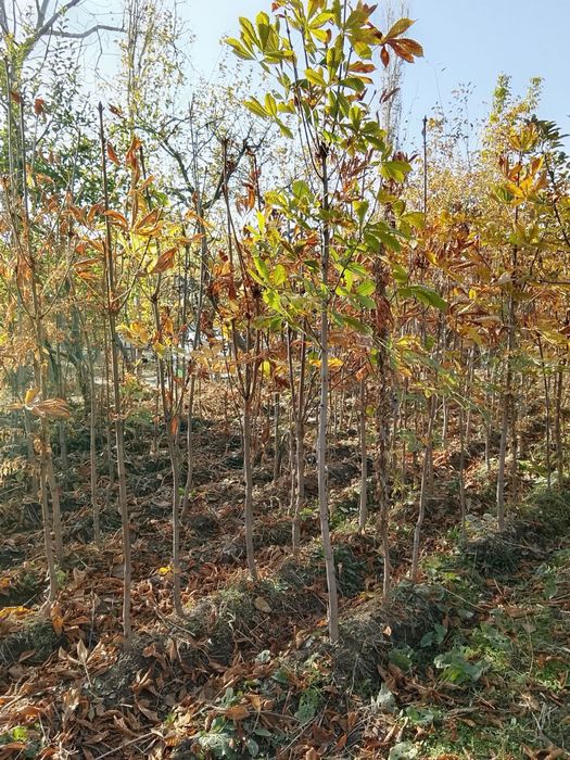 Manzarali Kashtan koʻchatlar