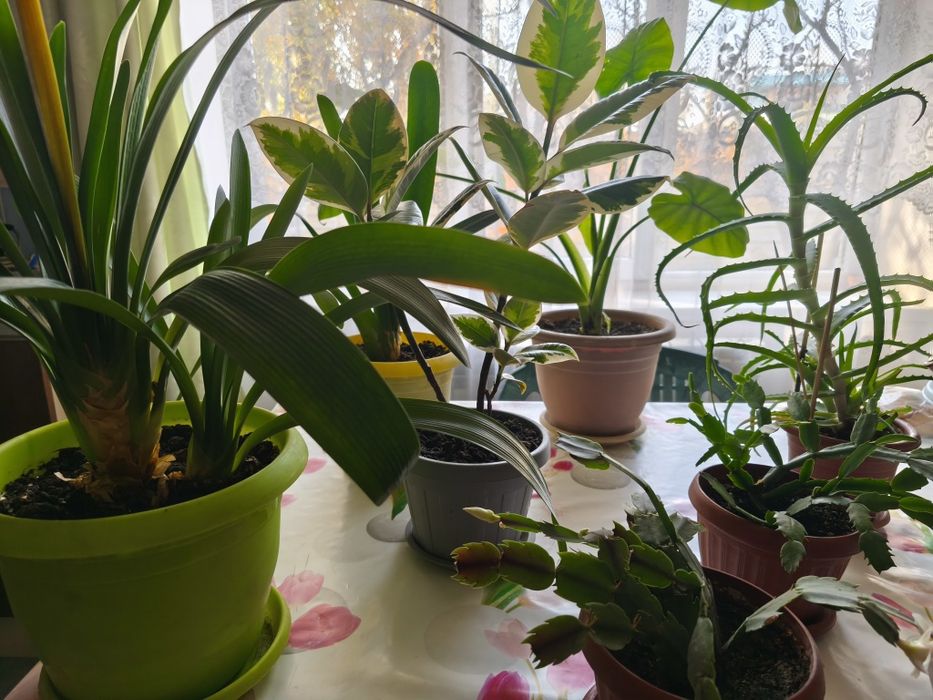 Комнатные цветы на продажу: Алоказия, Кливия, Алоэ, Декабрист, Фикус