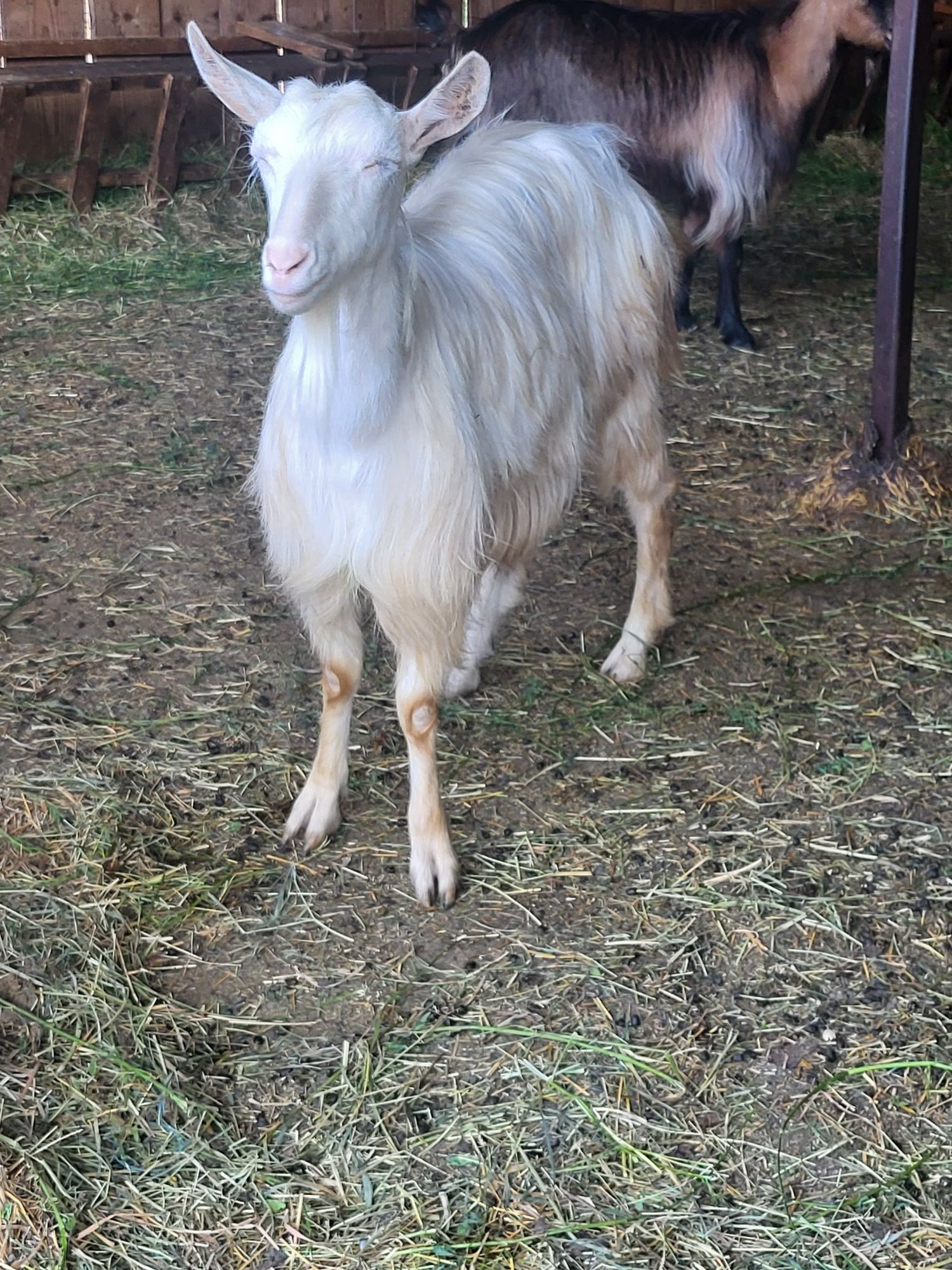 Vand o capra alba de banat