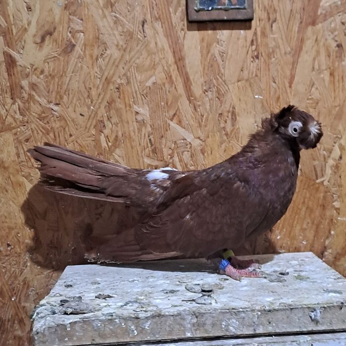 Porumbei jucători de călărași