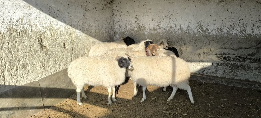 Монголиядан БАЯД зотли  қўйлар келди сотилади!