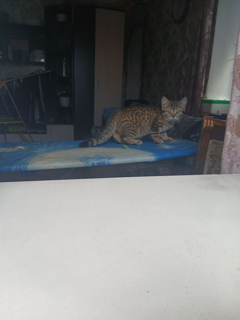Продам котят британских