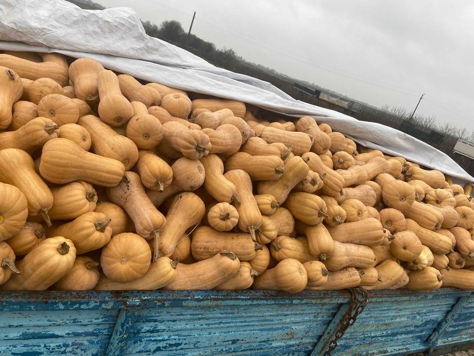 Vând dovleci plăcintari