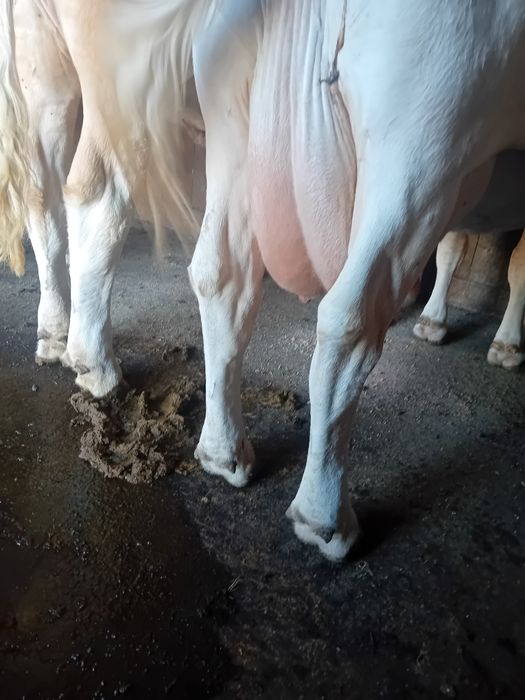 Vând 4 vaci 3 cu lapte una urmează sa fete