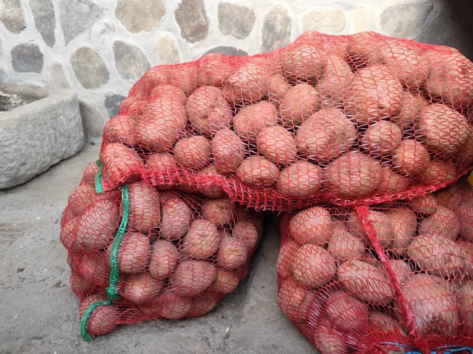 Vand cartofi bellarosa