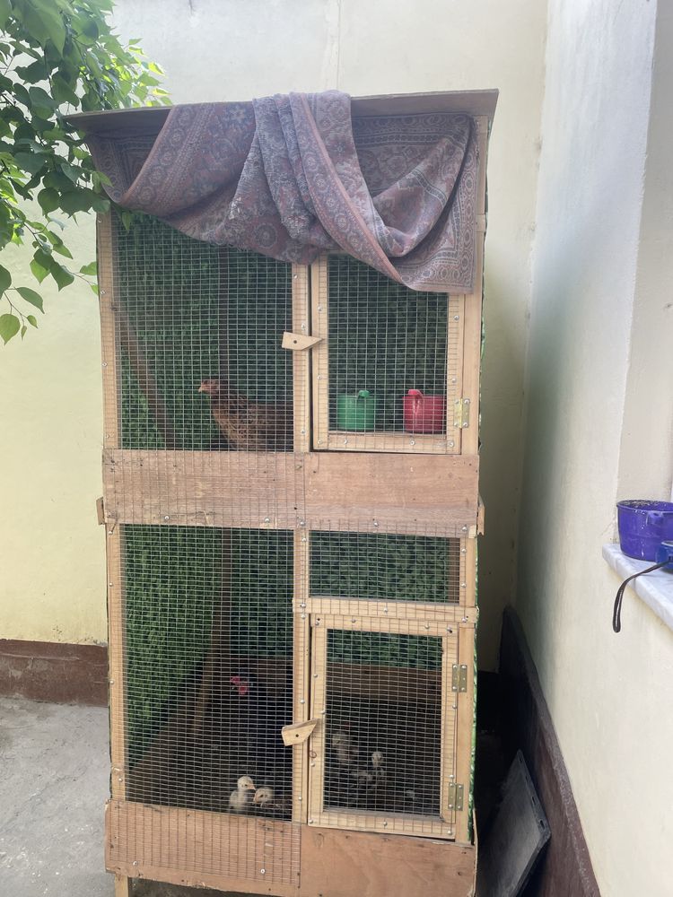 Katak zor yangi tozaA