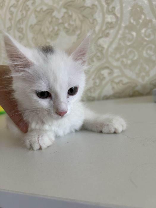 Отдам даром кота