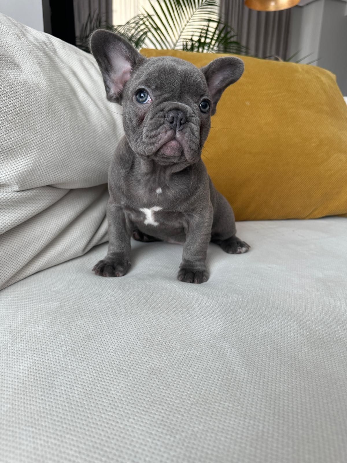 Bulldog francez blue