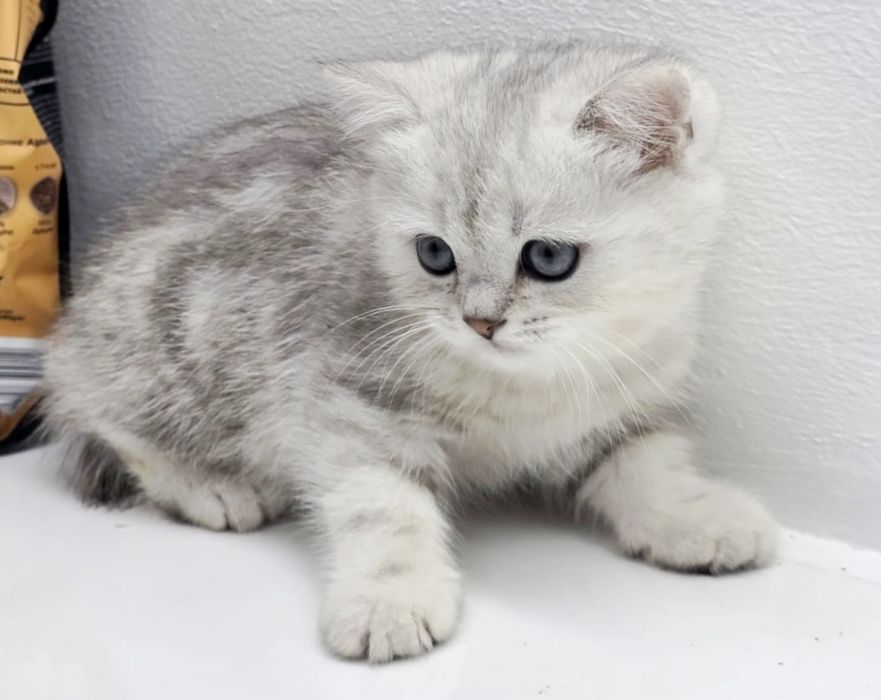 Котики и кошечки кому пушистиков